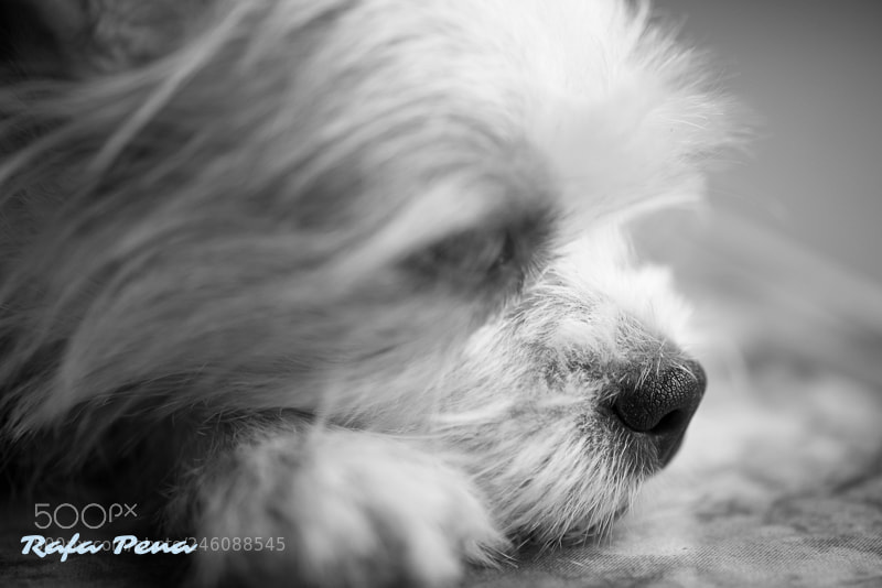 Nikon D800 sample photo. Zzzzzzz photography