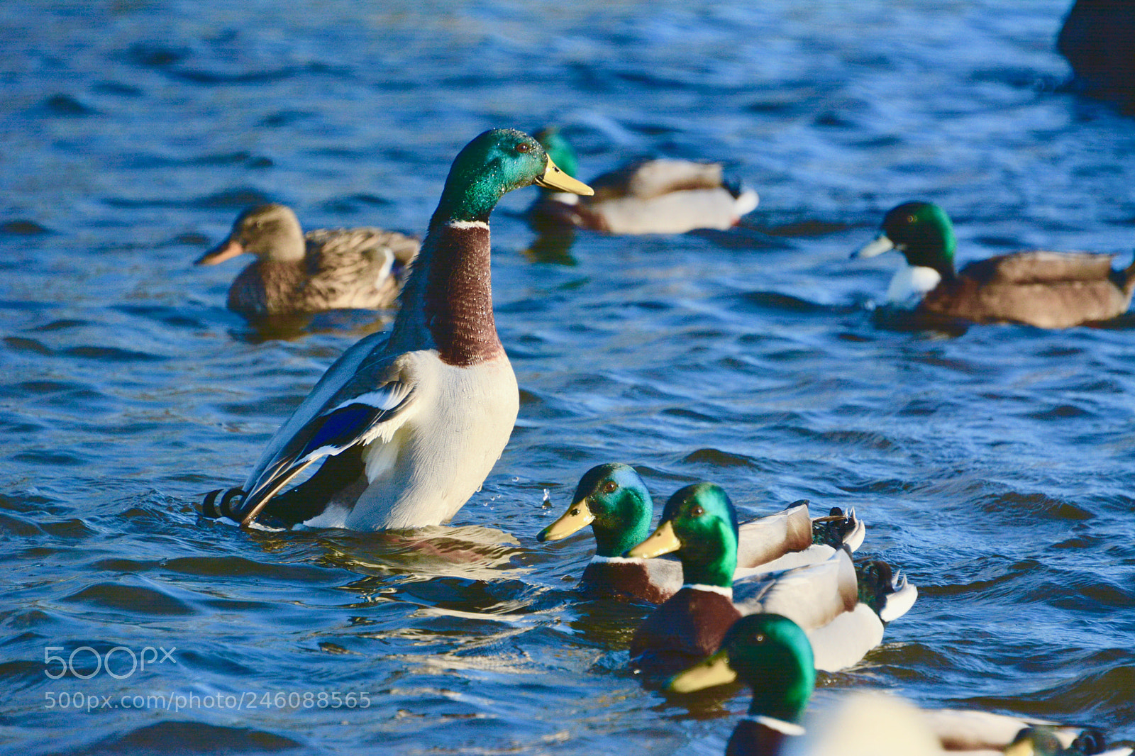 Nikon D7100 sample photo. Mallard photography