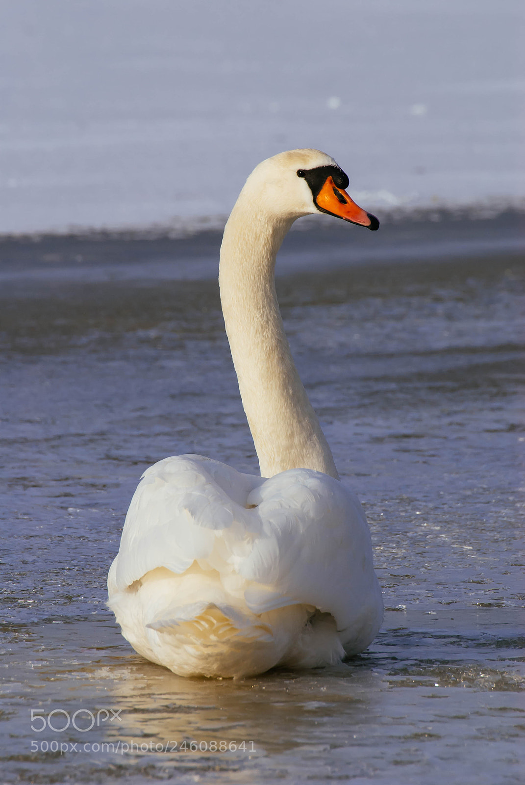 Nikon D60 sample photo. Do you like me? =) photography