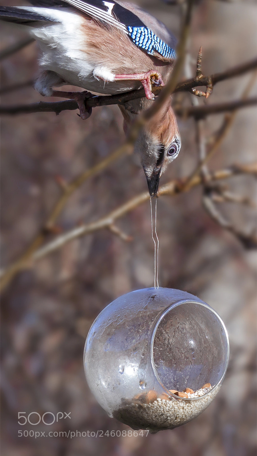 Canon EOS 60D sample photo. Jay photography