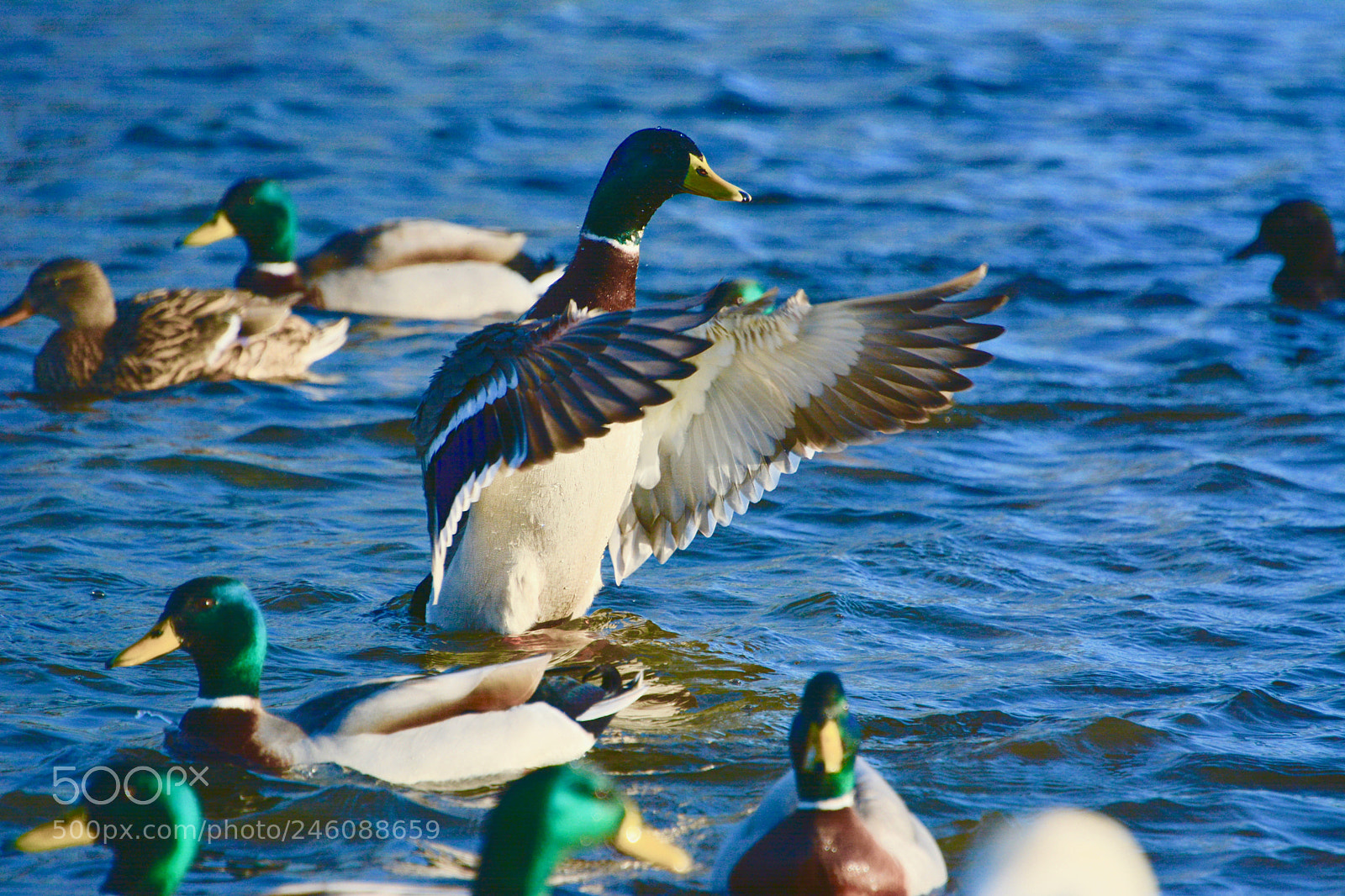 Nikon D7100 sample photo. Mallard photography