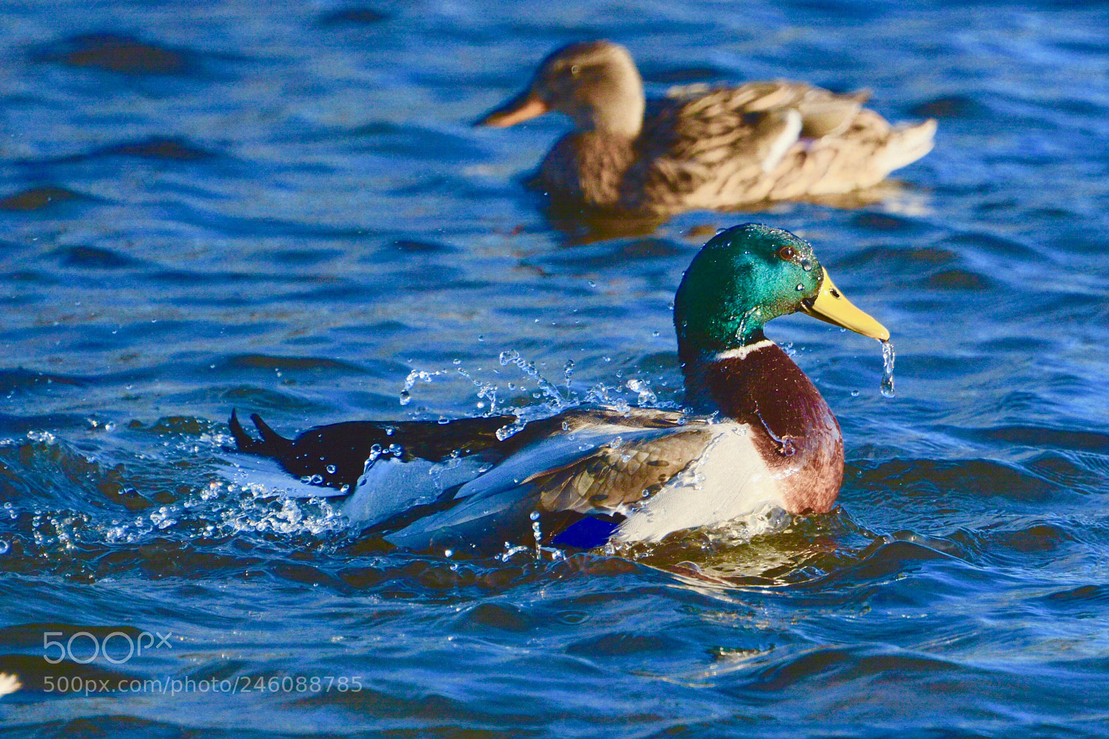 Nikon D7100 sample photo. Mallard photography
