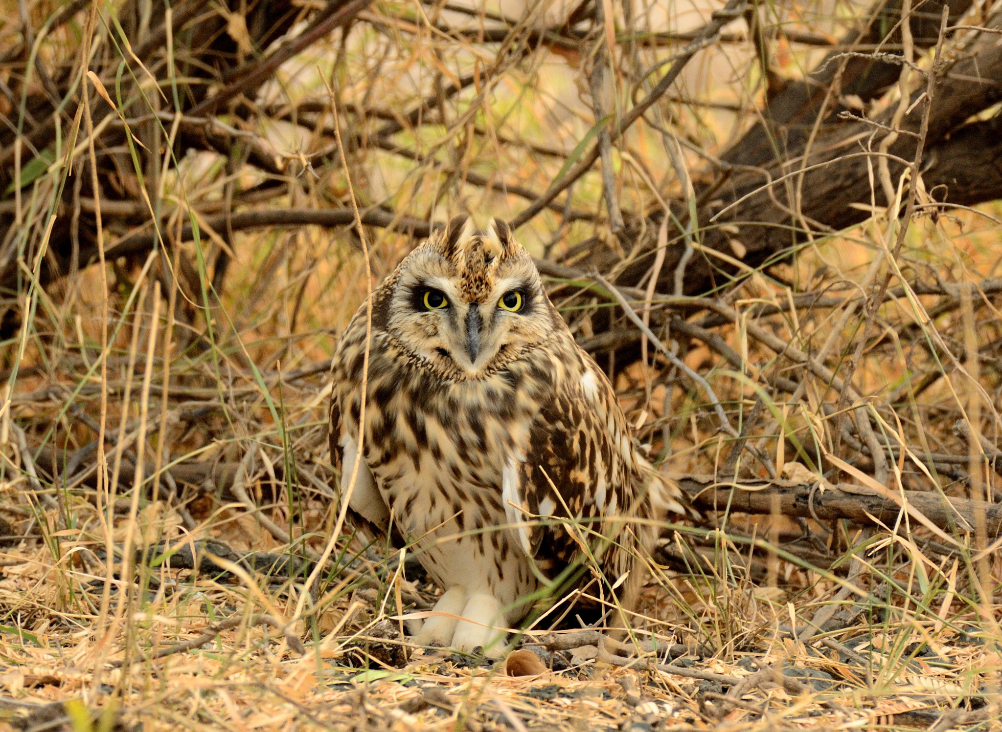 Nikon AF-S Nikkor 200-500mm F5.6E ED VR sample photo. Short eared owl photography