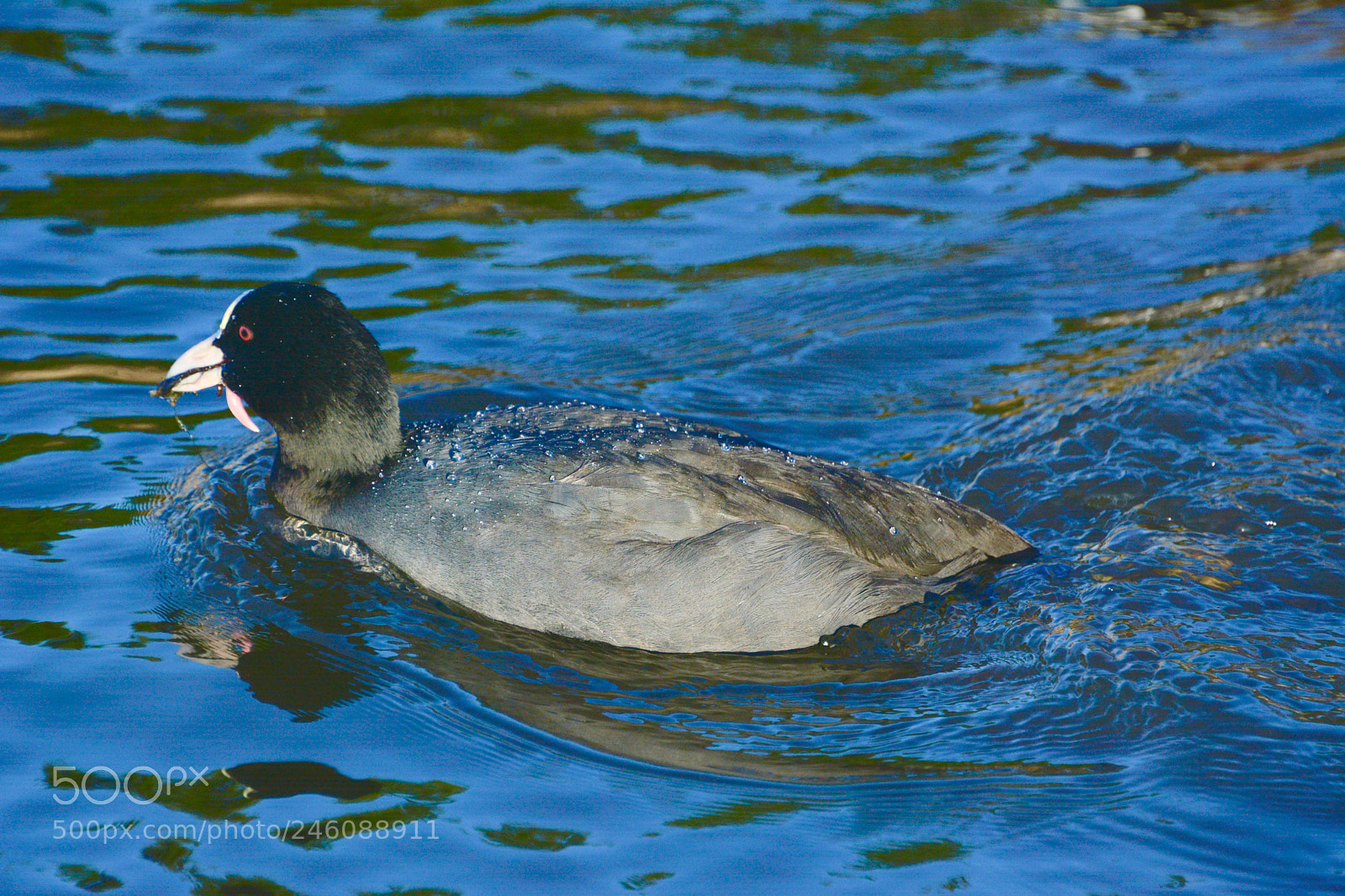 Nikon D7100 sample photo. Moorhen photography