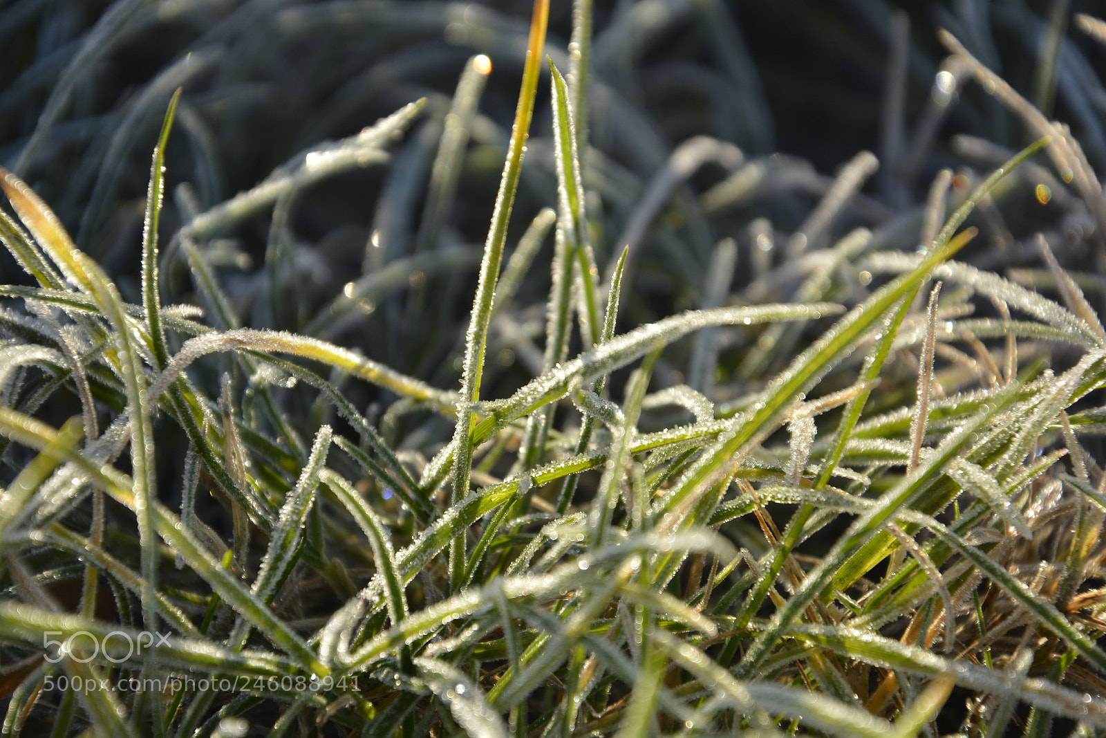 Nikon D5200 sample photo. Il freddo della mattina photography