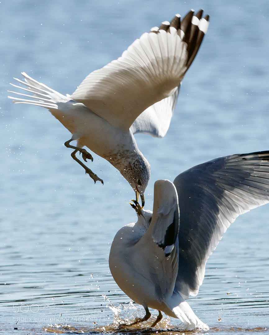 Canon EOS 5DS R sample photo. Ouch! photography