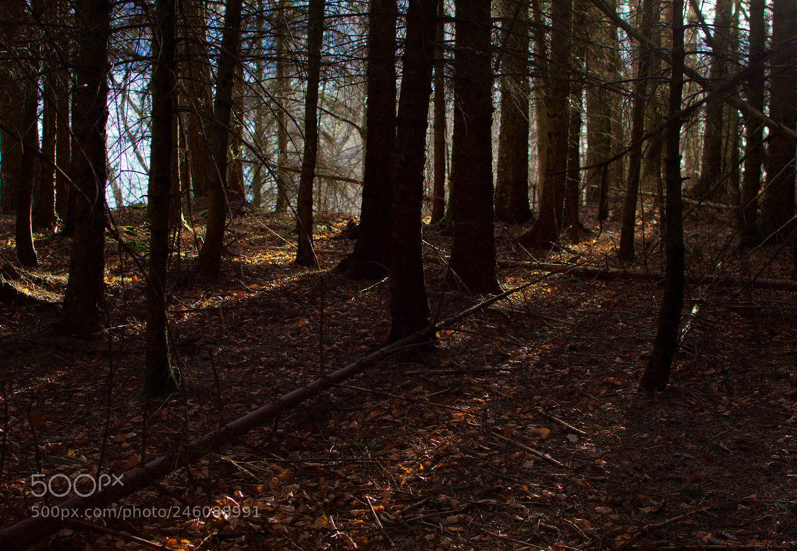 Nikon D7200 sample photo. The light of the photography