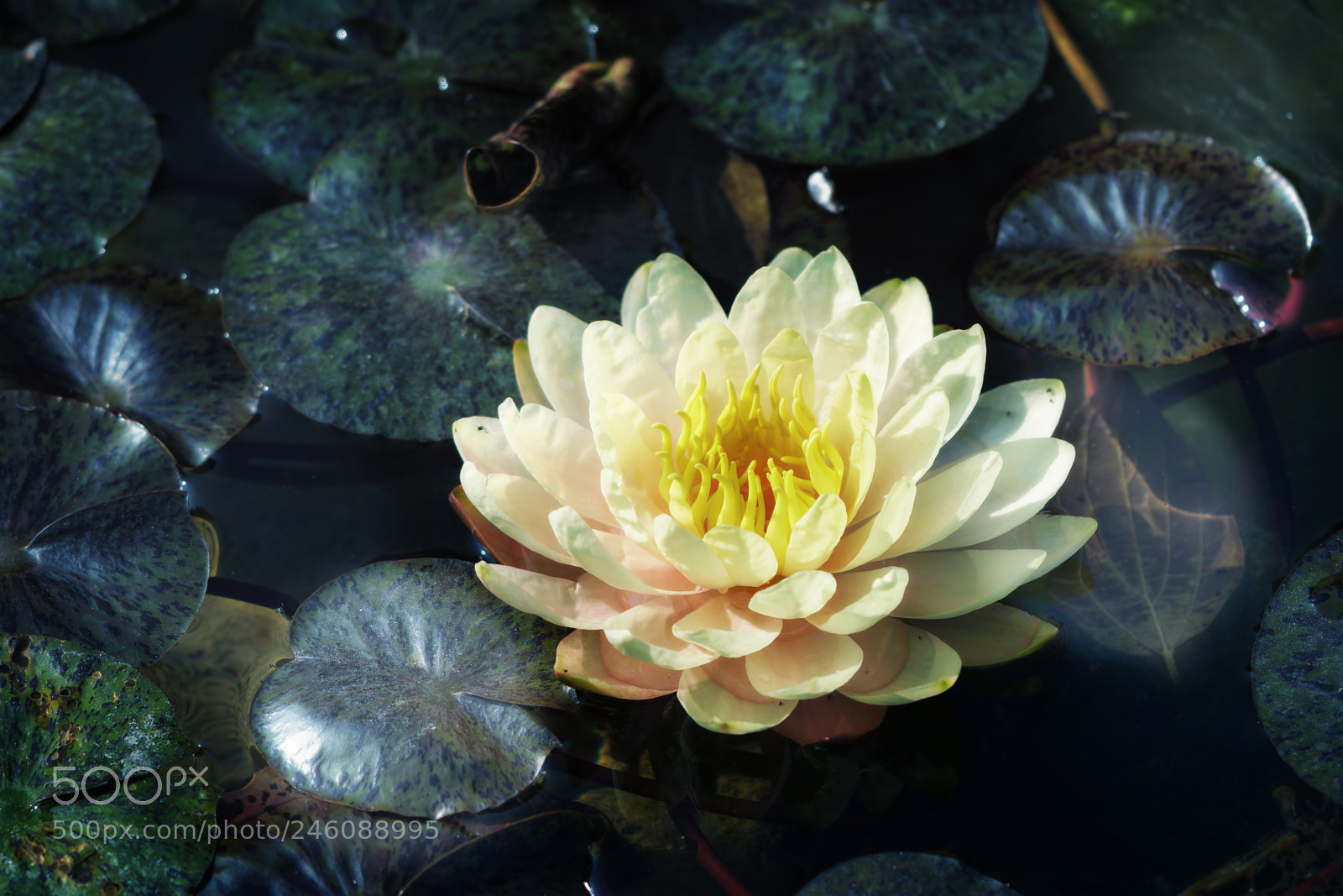 Sony a6300 sample photo. Lotus photography