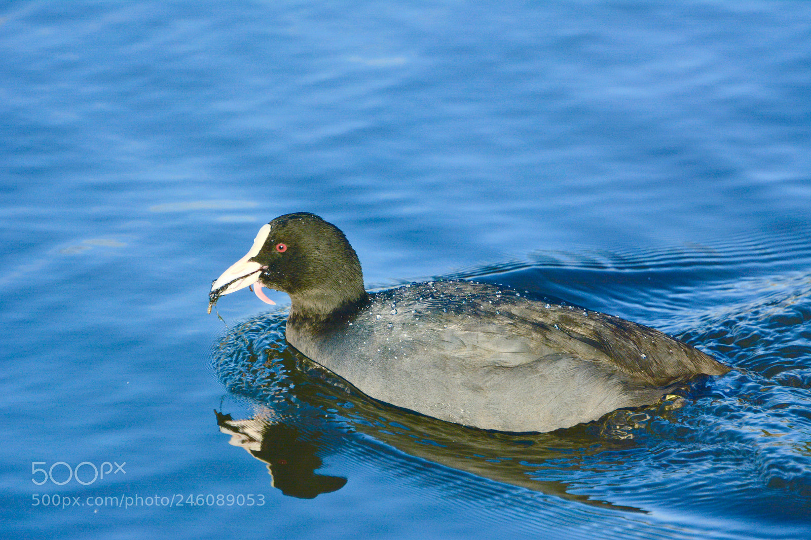 Nikon D7100 sample photo. Moorhen photography
