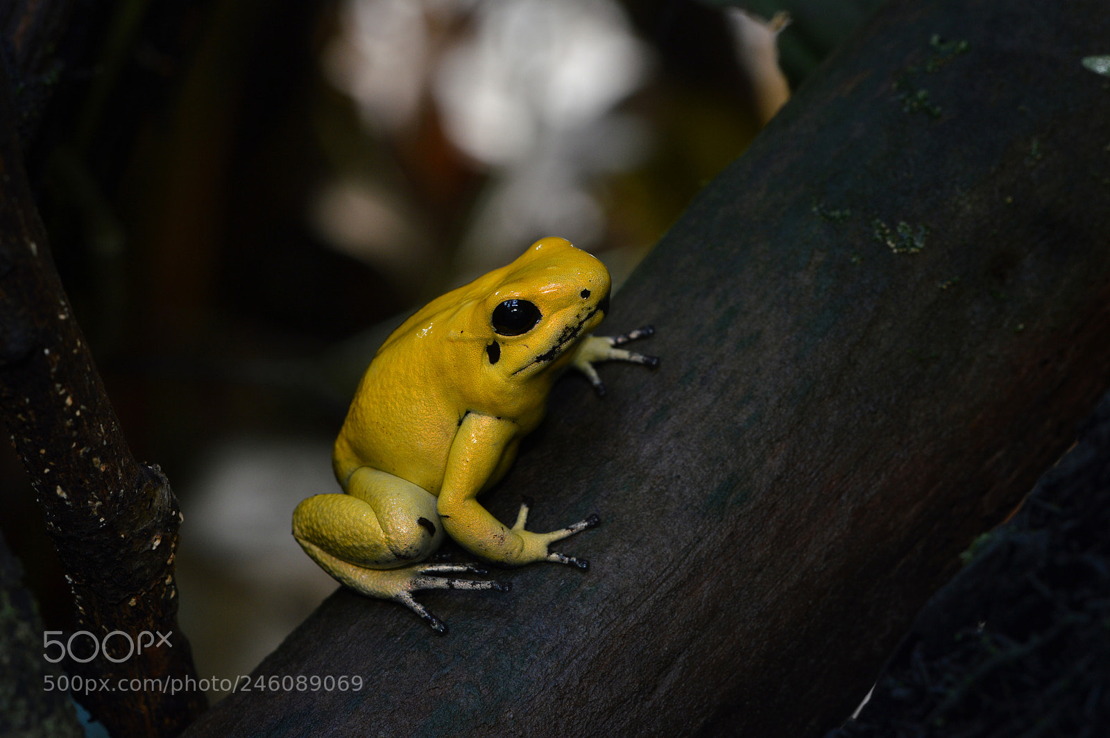Nikon D3200 sample photo. Schrecklicher pfeilgiftfrosch terrible poison photography