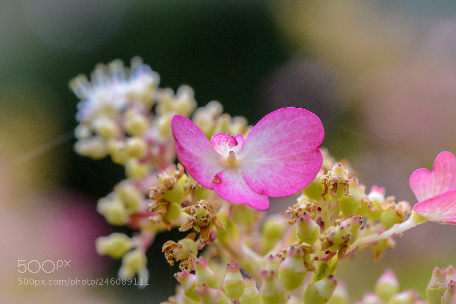 Nikon D600 sample photo. Ready to fly photography