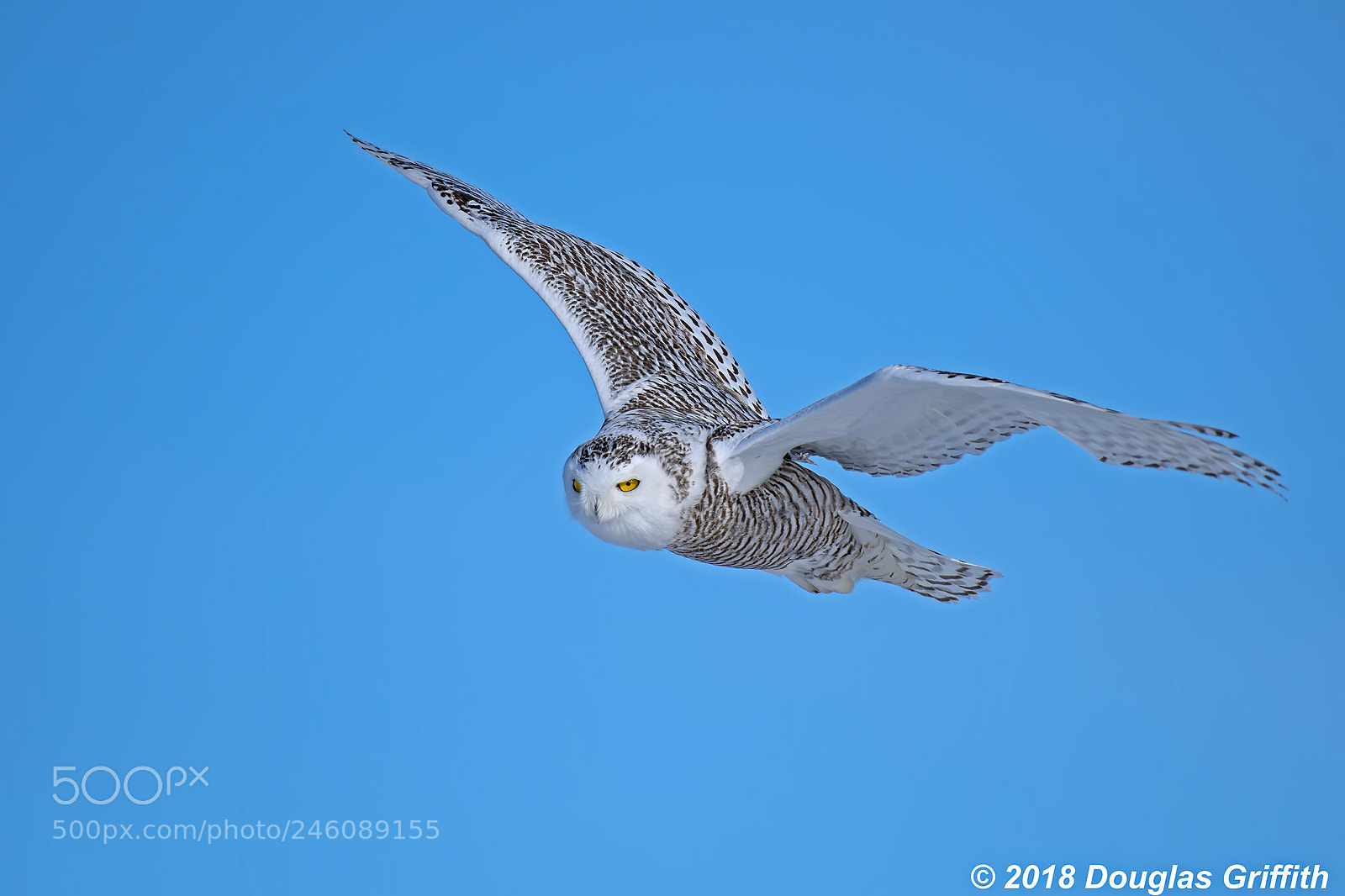 Nikon D500 sample photo. Cruising female snowy owl photography