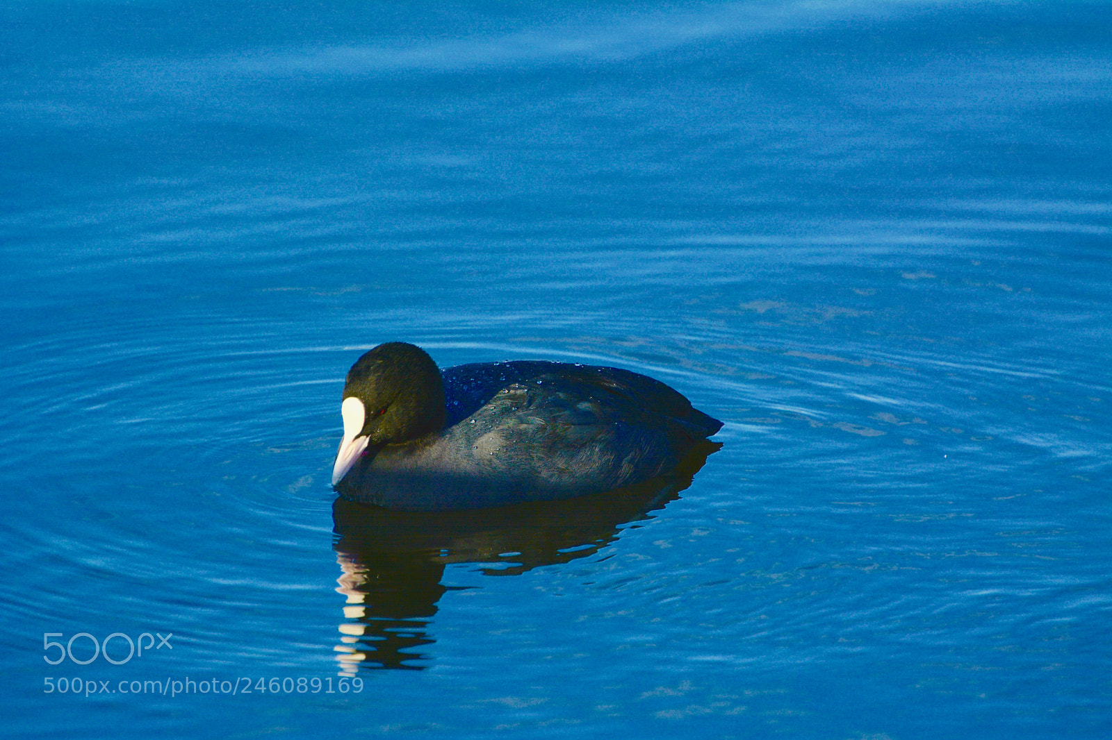 Nikon D7100 sample photo. Moorhen photography