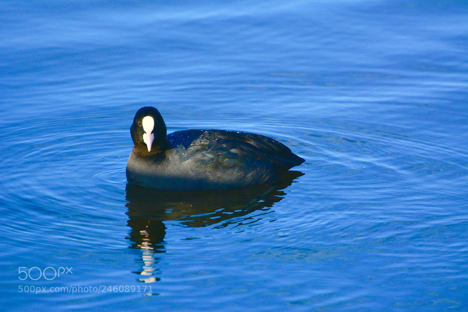 Nikon D7100 sample photo. Moorhen photography