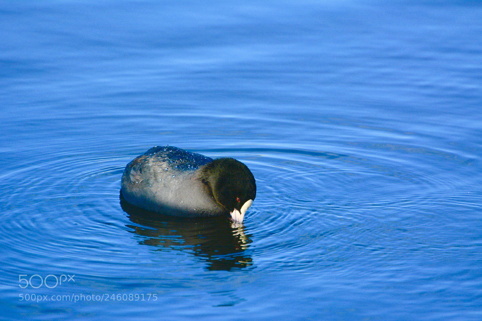 Nikon D7100 sample photo. Moorhen photography