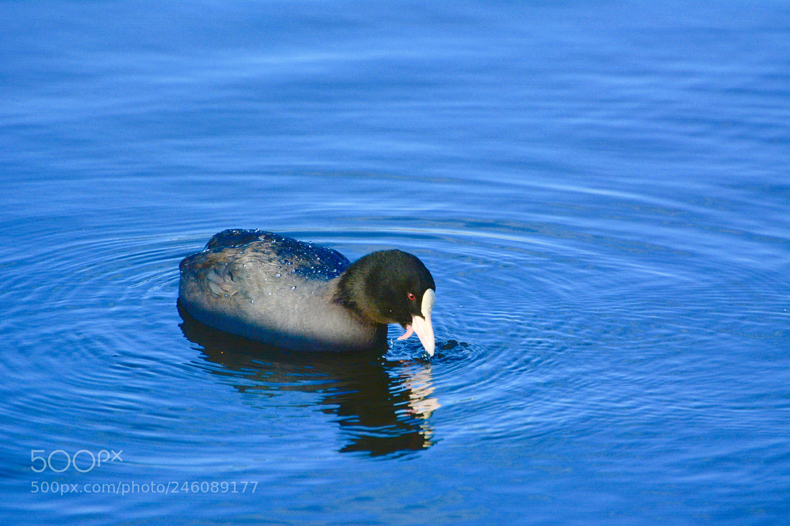 Nikon D7100 sample photo. Moorhen photography