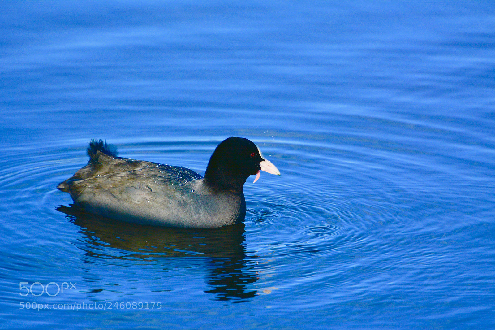 Nikon D7100 sample photo. Moorhen photography