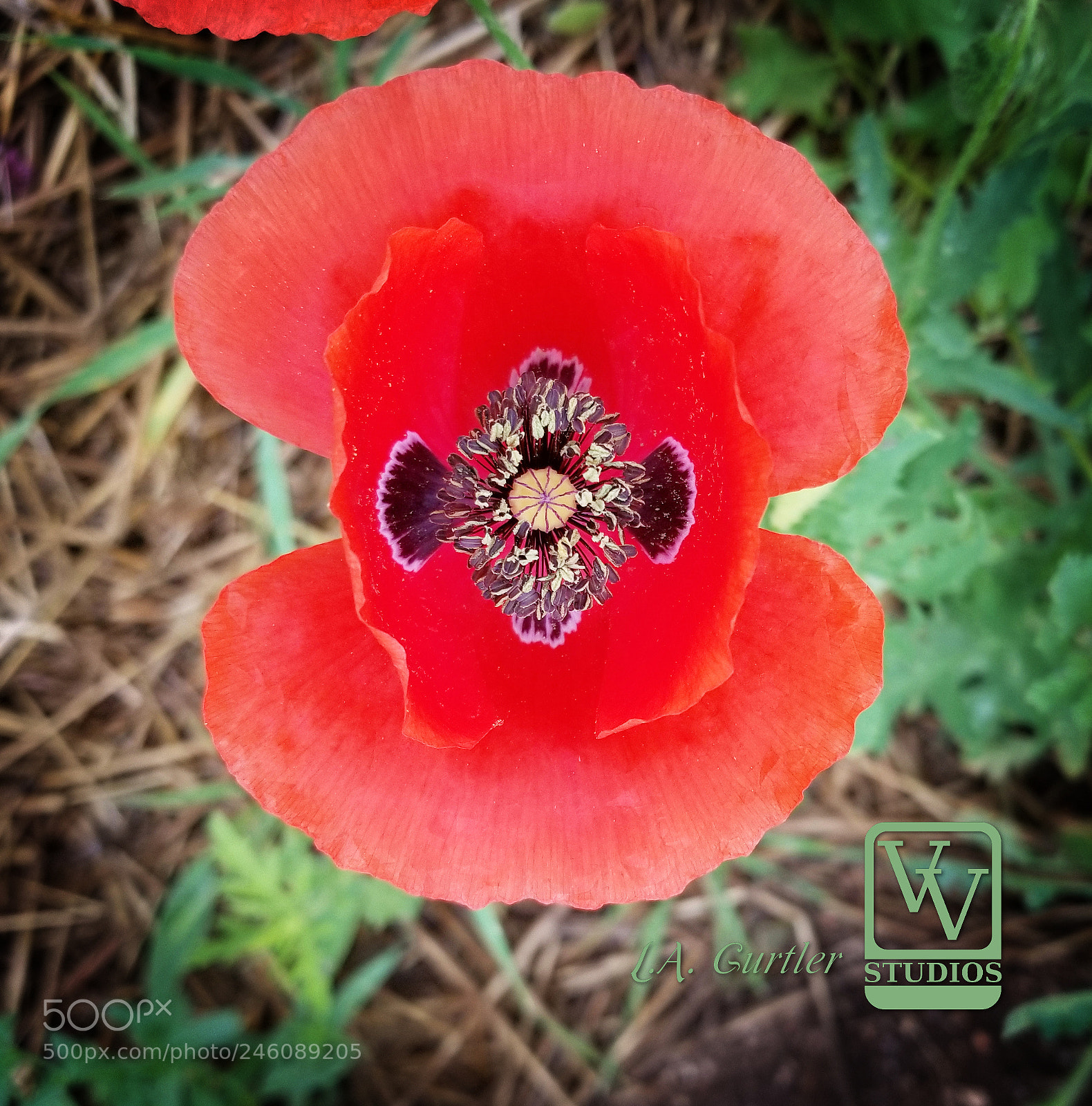 Samsung Galaxy S8 sample photo. Red poppy photography