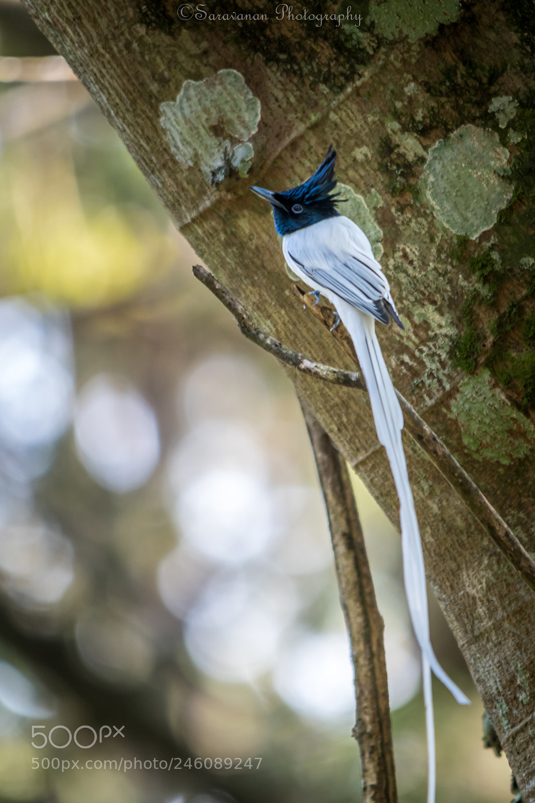 Nikon D500 sample photo. Paradise flycatcher, male photography