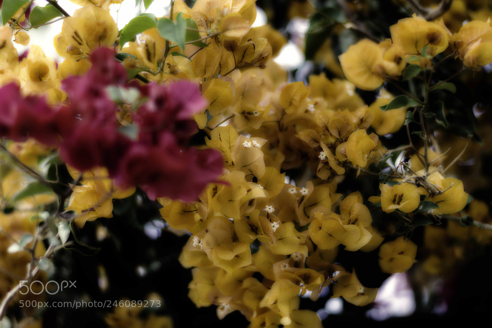 Nikon D7200 sample photo. Luz en amarillo photography