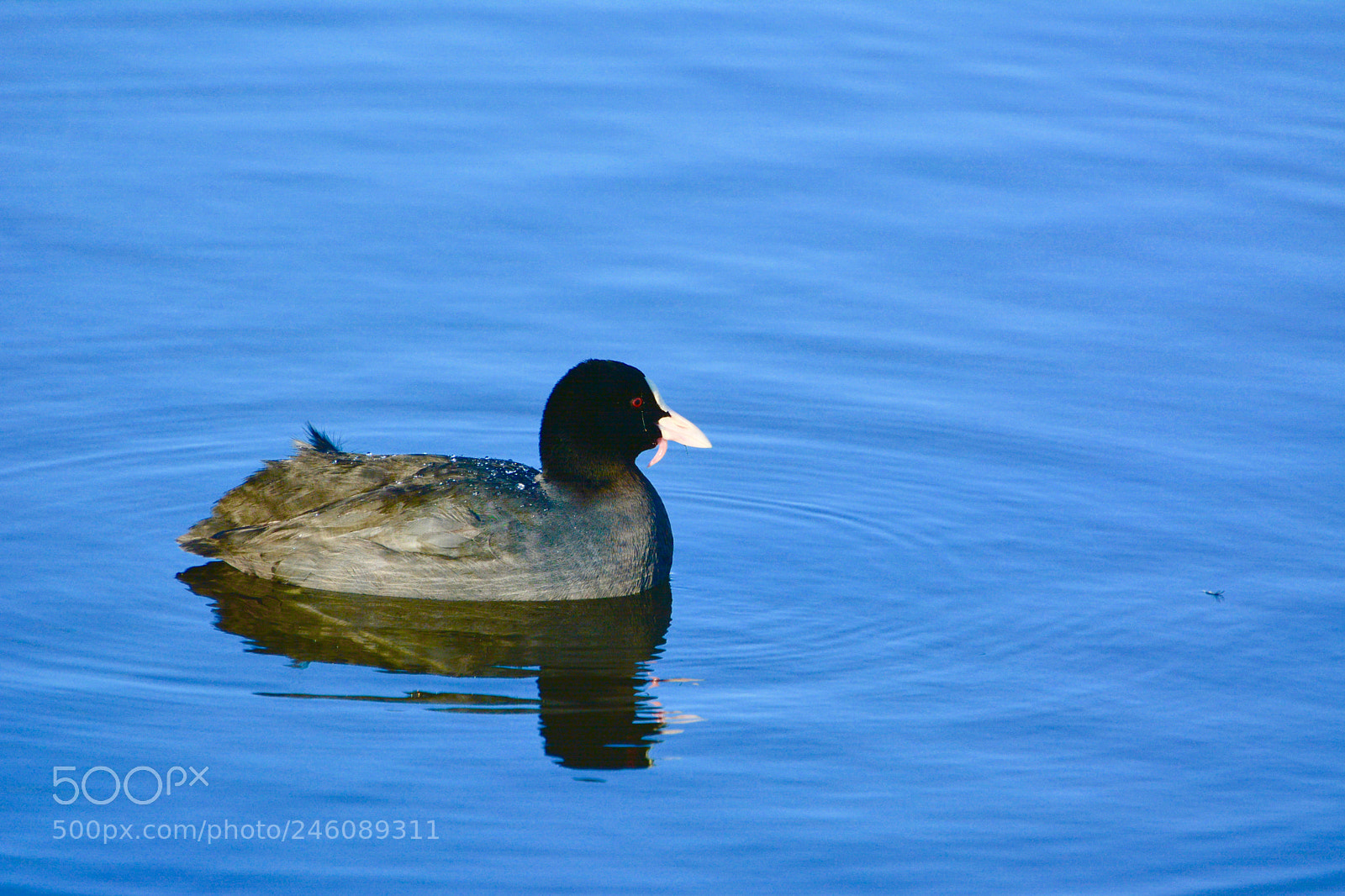 Nikon D7100 sample photo. Moorhen photography