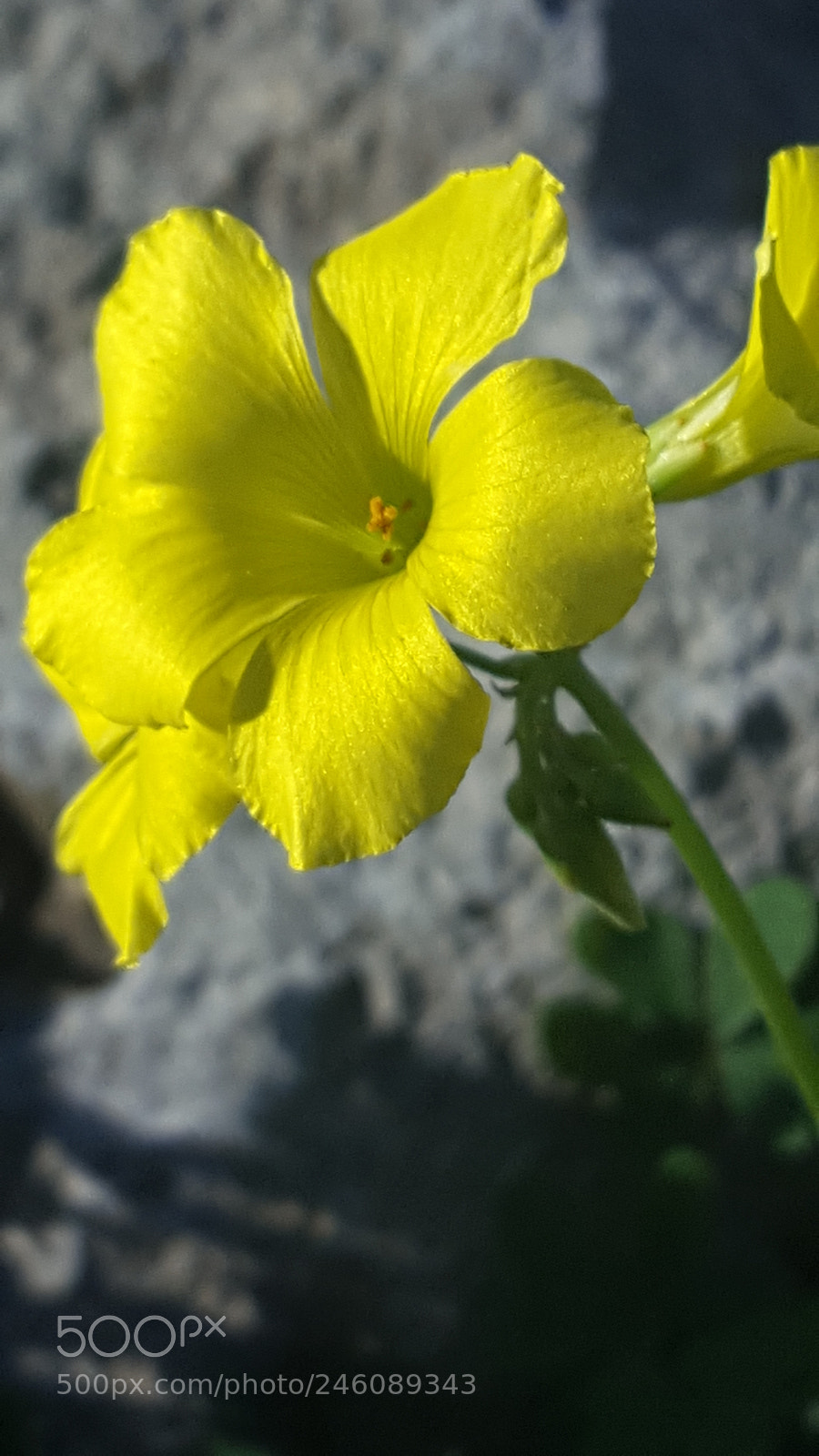 Samsung GALAXY S6 edge sample photo. Untitled photography