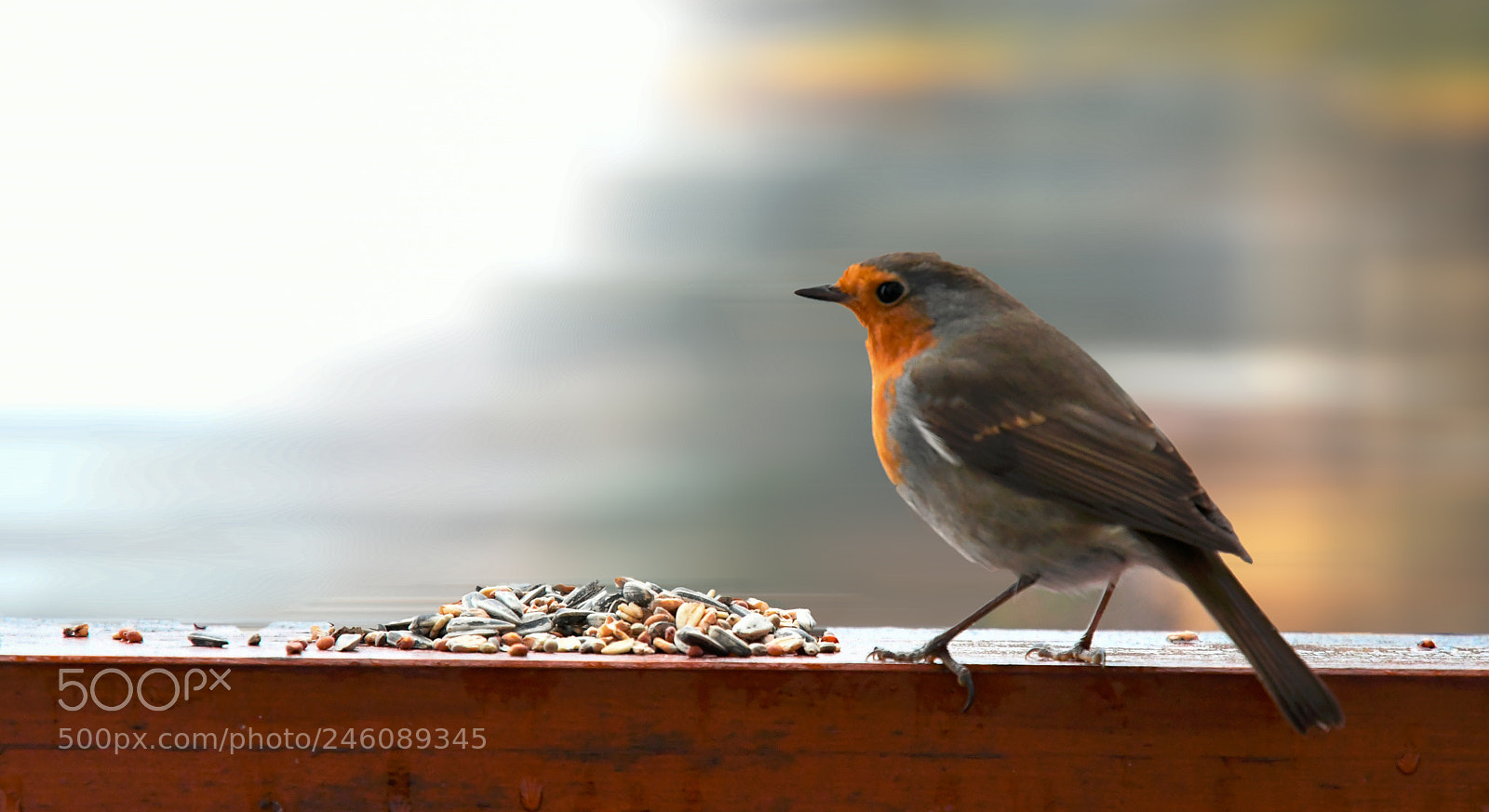 Nikon D500 sample photo. Petto rosso photography