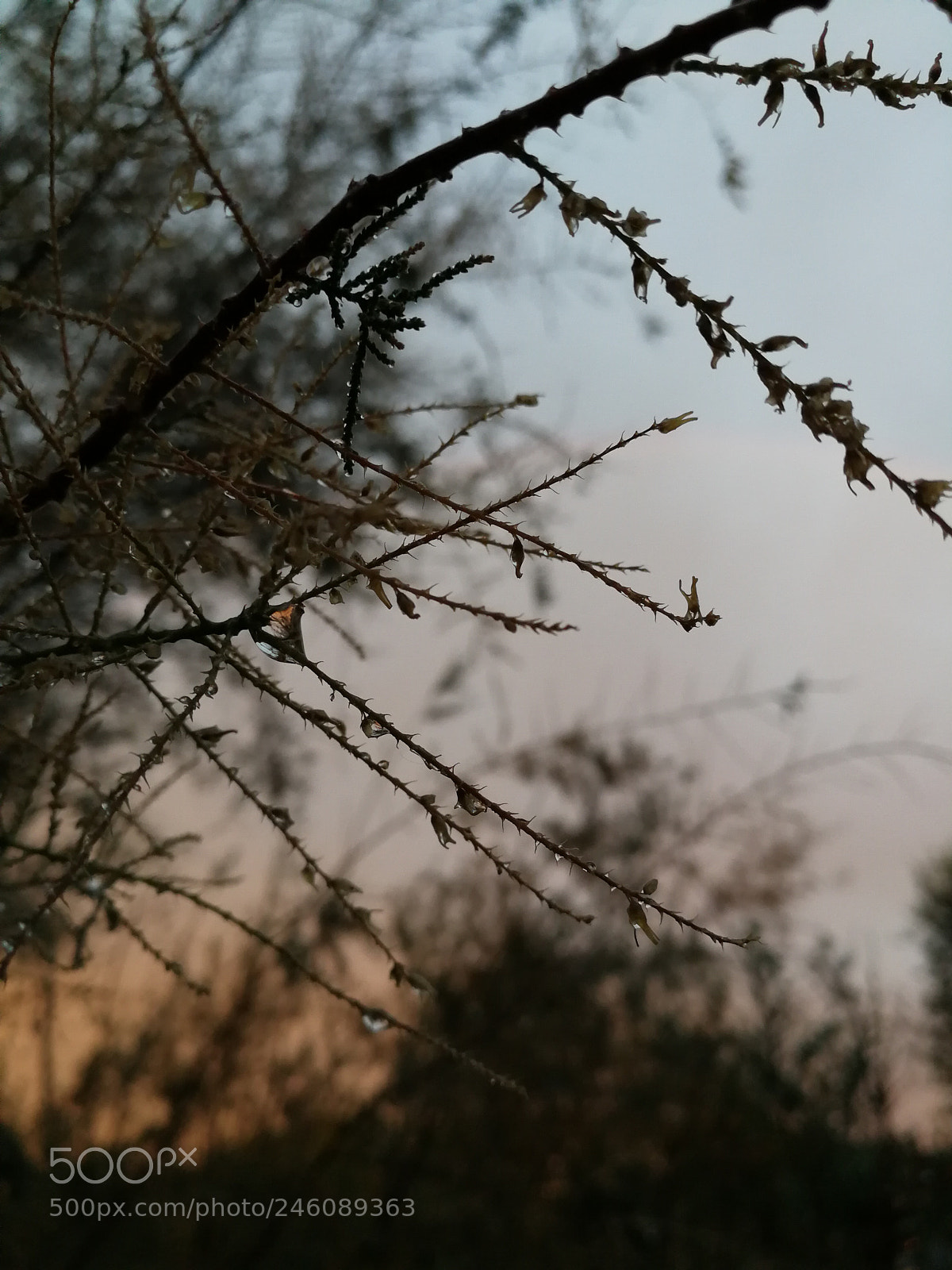 HUAWEI P10 sample photo. Ms photography