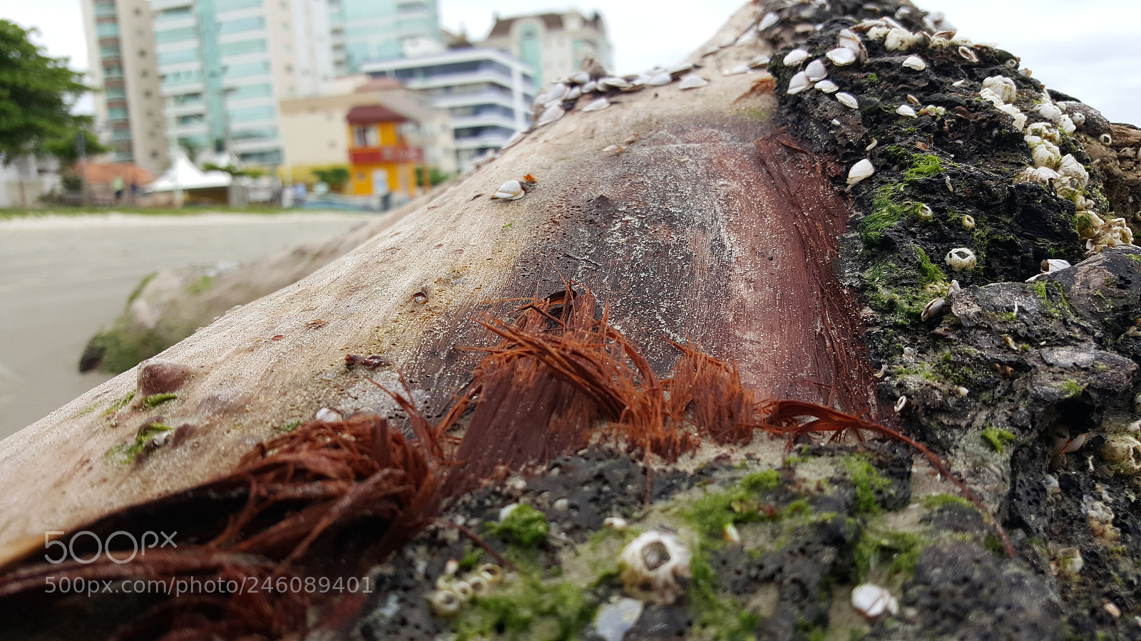 Samsung GALAXY S6 edge sample photo. Untitled photography