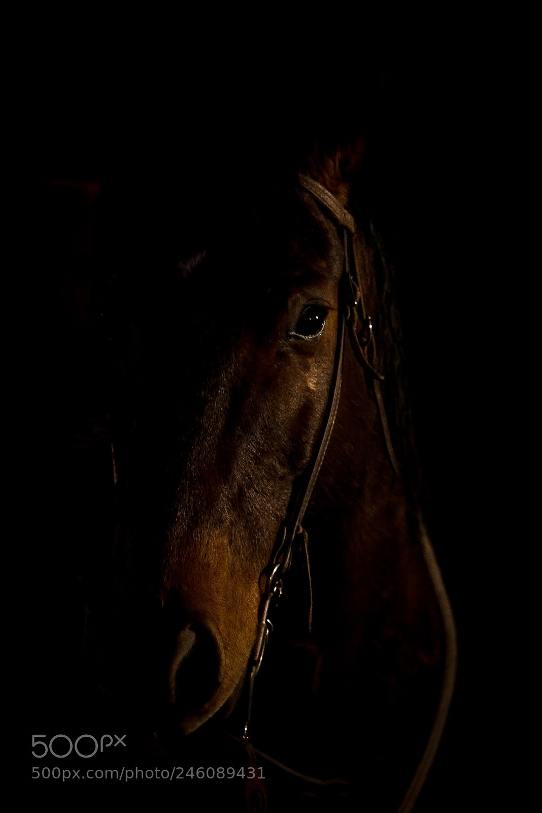Nikon D800 sample photo. Portrait of a horse photography
