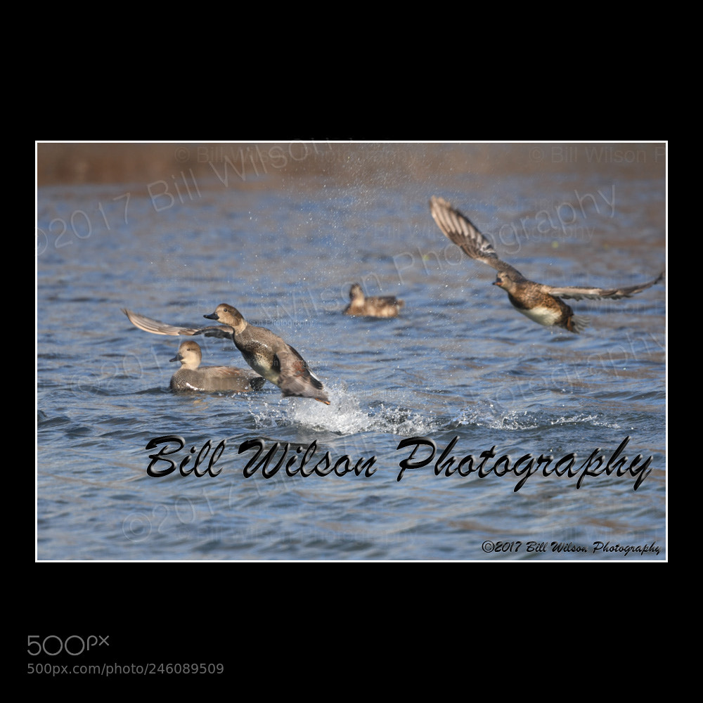 Nikon D500 sample photo. Gadwalls take off photography