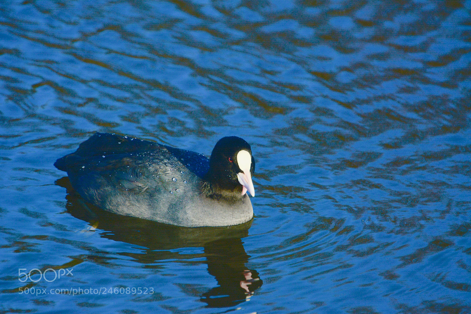 Nikon D7100 sample photo. Moorhen photography