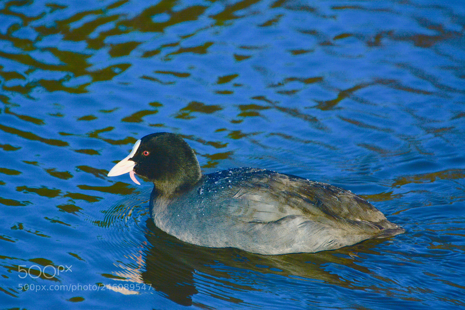 Nikon D7100 sample photo. Moorhen photography