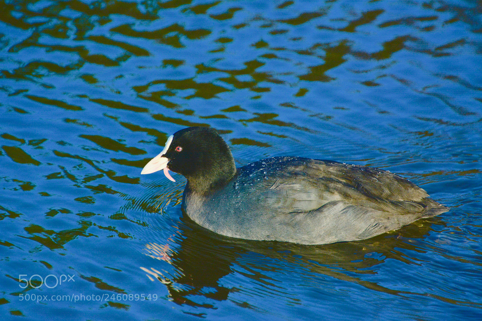Nikon D7100 sample photo. Moorhen photography