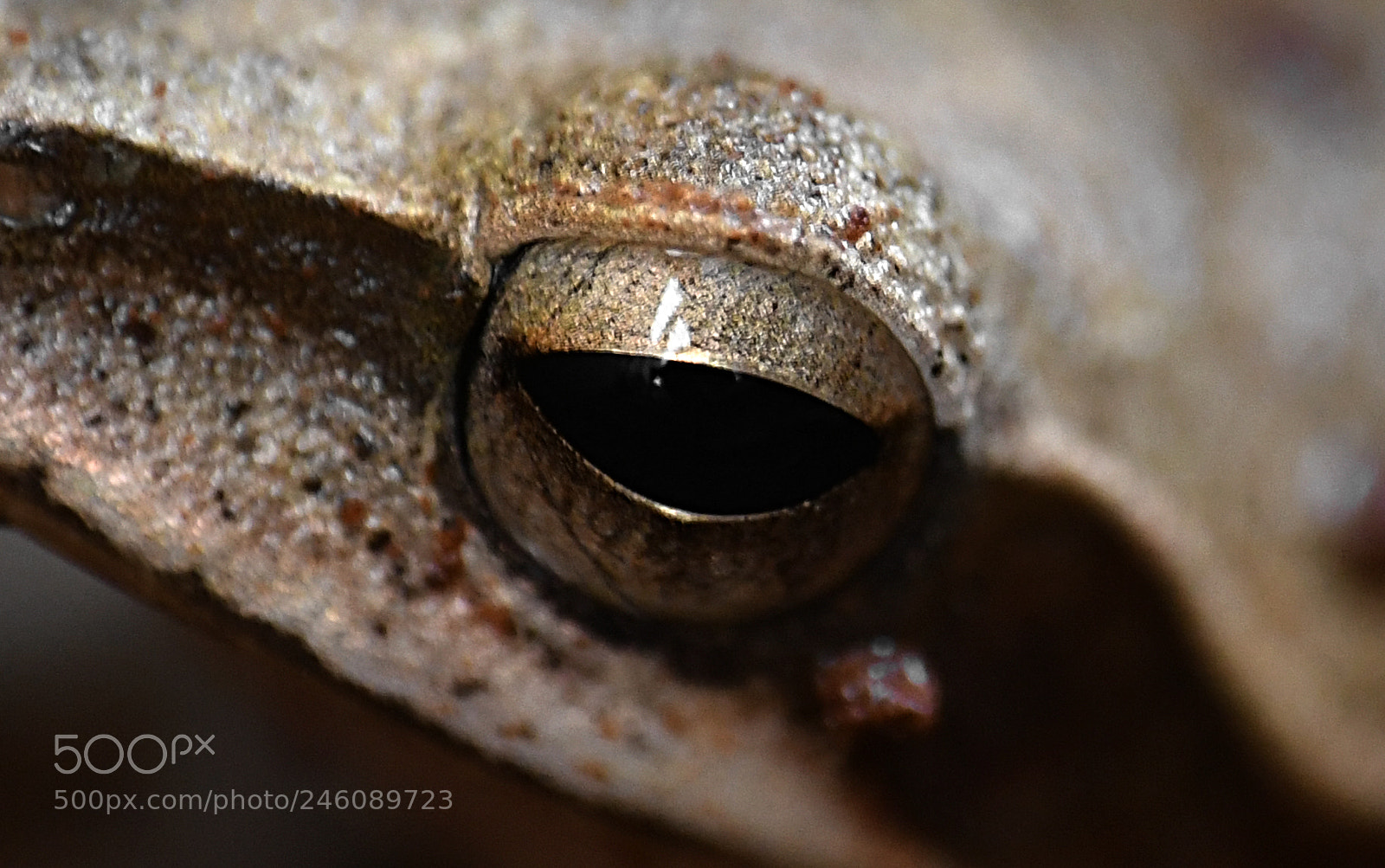 Nikon D7500 sample photo. Eye for an eye photography