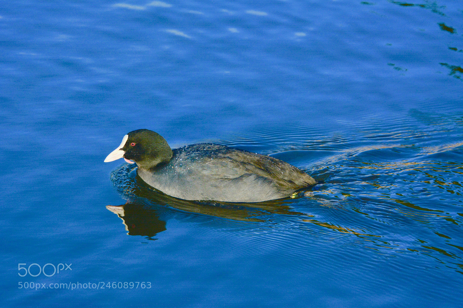 Nikon D7100 sample photo. Moorhen photography