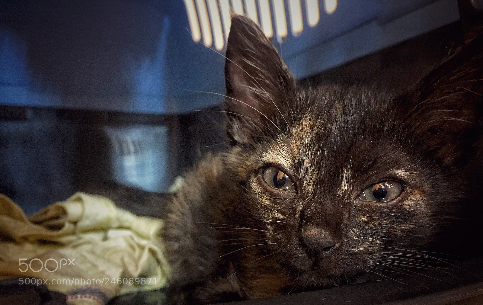 Apple iPhone 6 sample photo. Meow photography