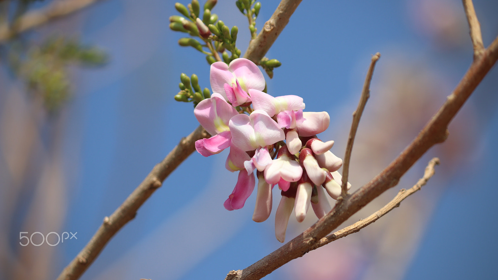 Canon EOS 800D (EOS Rebel T7i / EOS Kiss X9i) sample photo. Bunch of white pink flowers photography