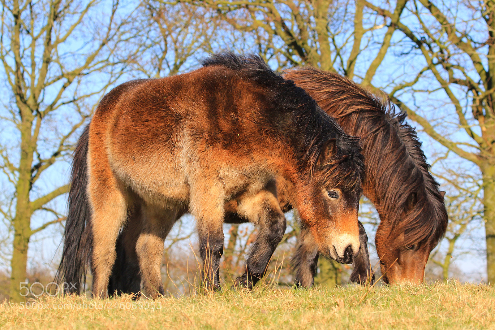 Canon EOS 7D Mark II sample photo. Exmoor photography