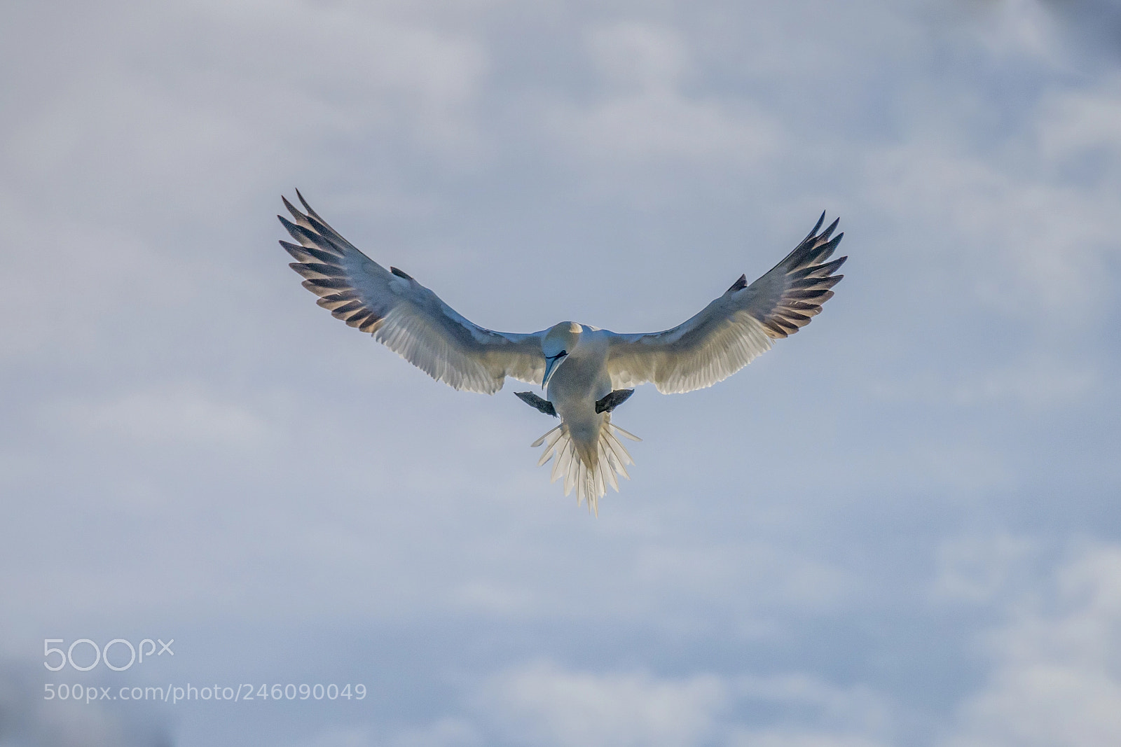 Nikon D800 sample photo. Gannet landing photography
