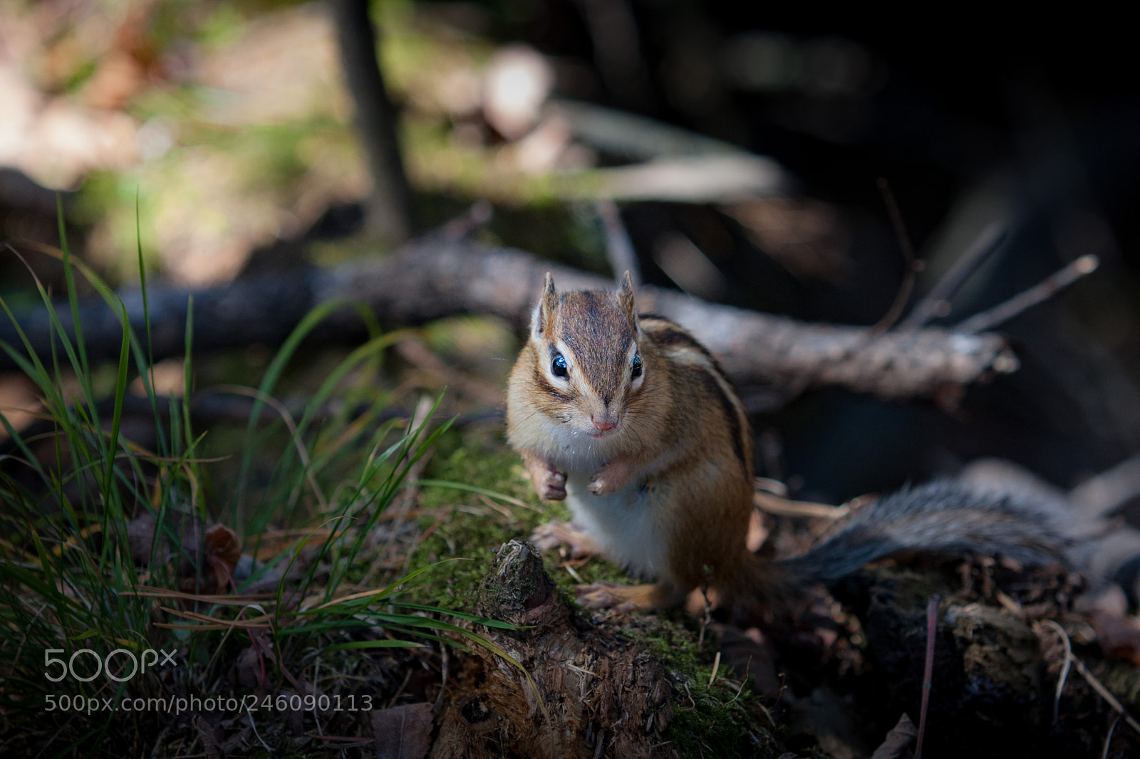 Canon EOS 40D sample photo. Squirrel photography