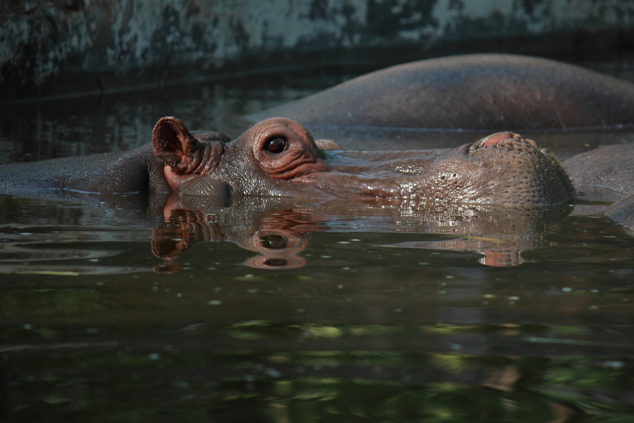 Canon EF-S 55-250mm F4-5.6 IS sample photo. Hippo photography