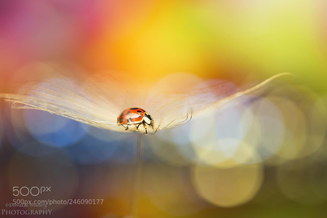 Nikon D800 sample photo. Lil lady bug photography