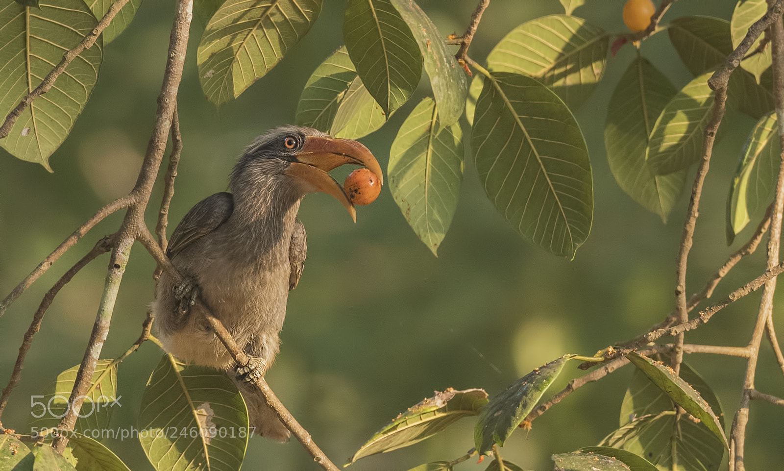 Nikon D500 sample photo. Malabar grey hornbill photography