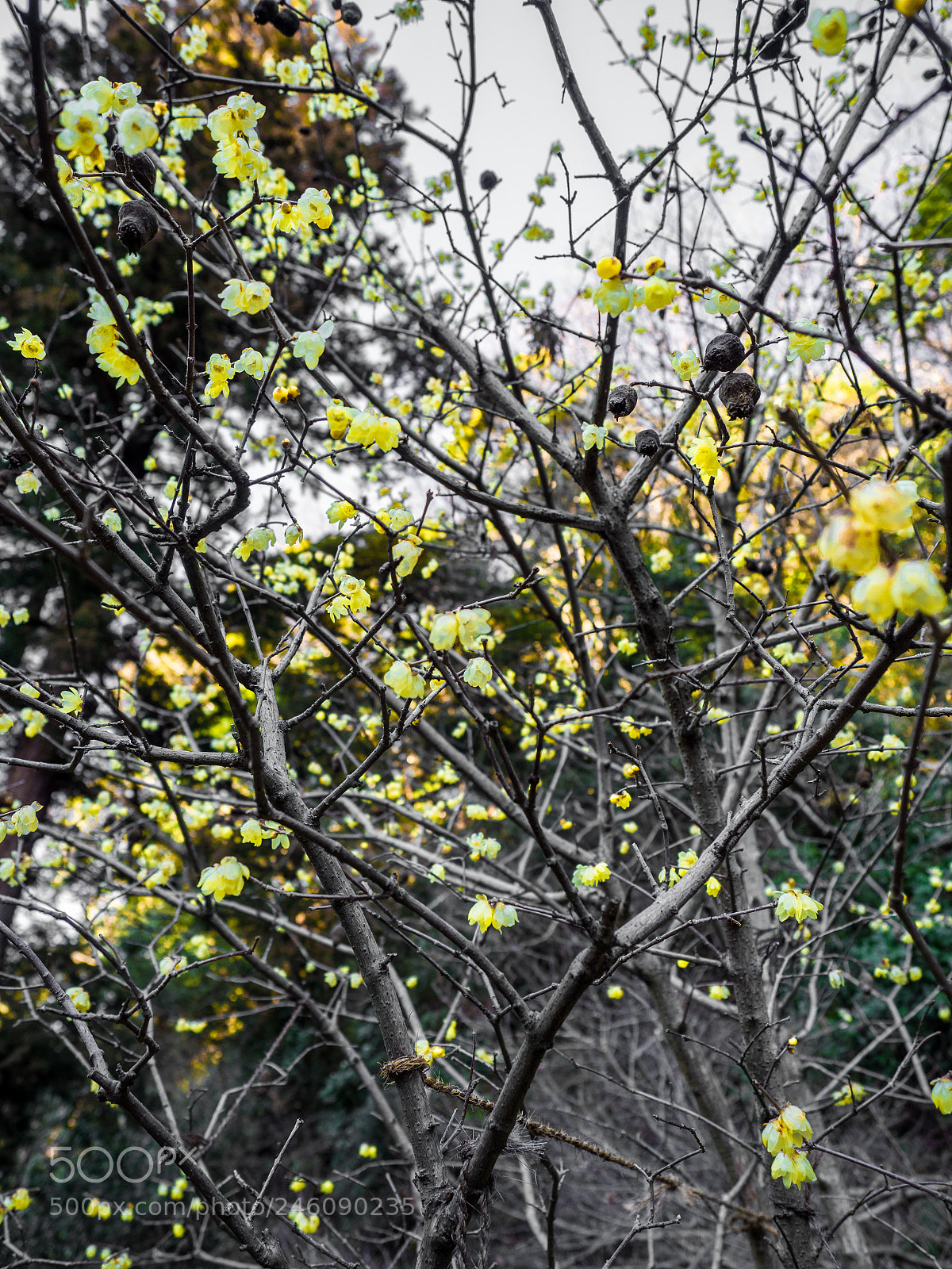 Olympus OM-D E-M1 Mark II sample photo. Olympus digital camera photography