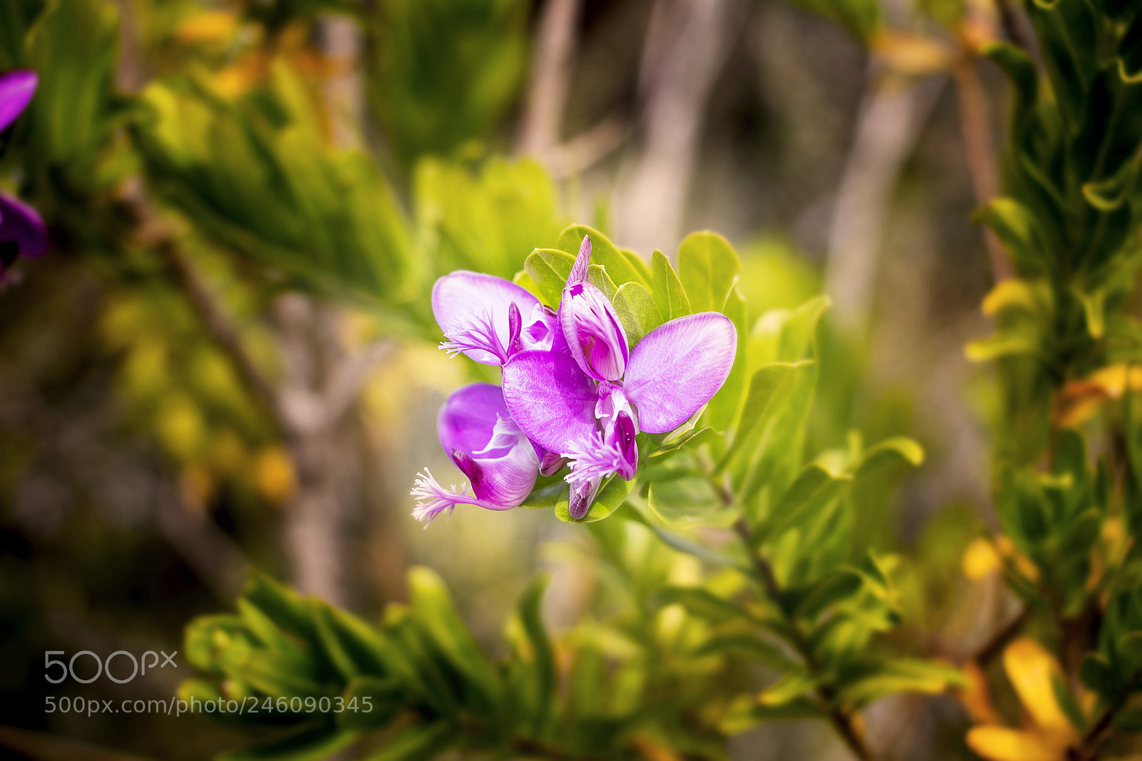 Canon EOS 700D (EOS Rebel T5i / EOS Kiss X7i) sample photo. Beautiful flowers photography
