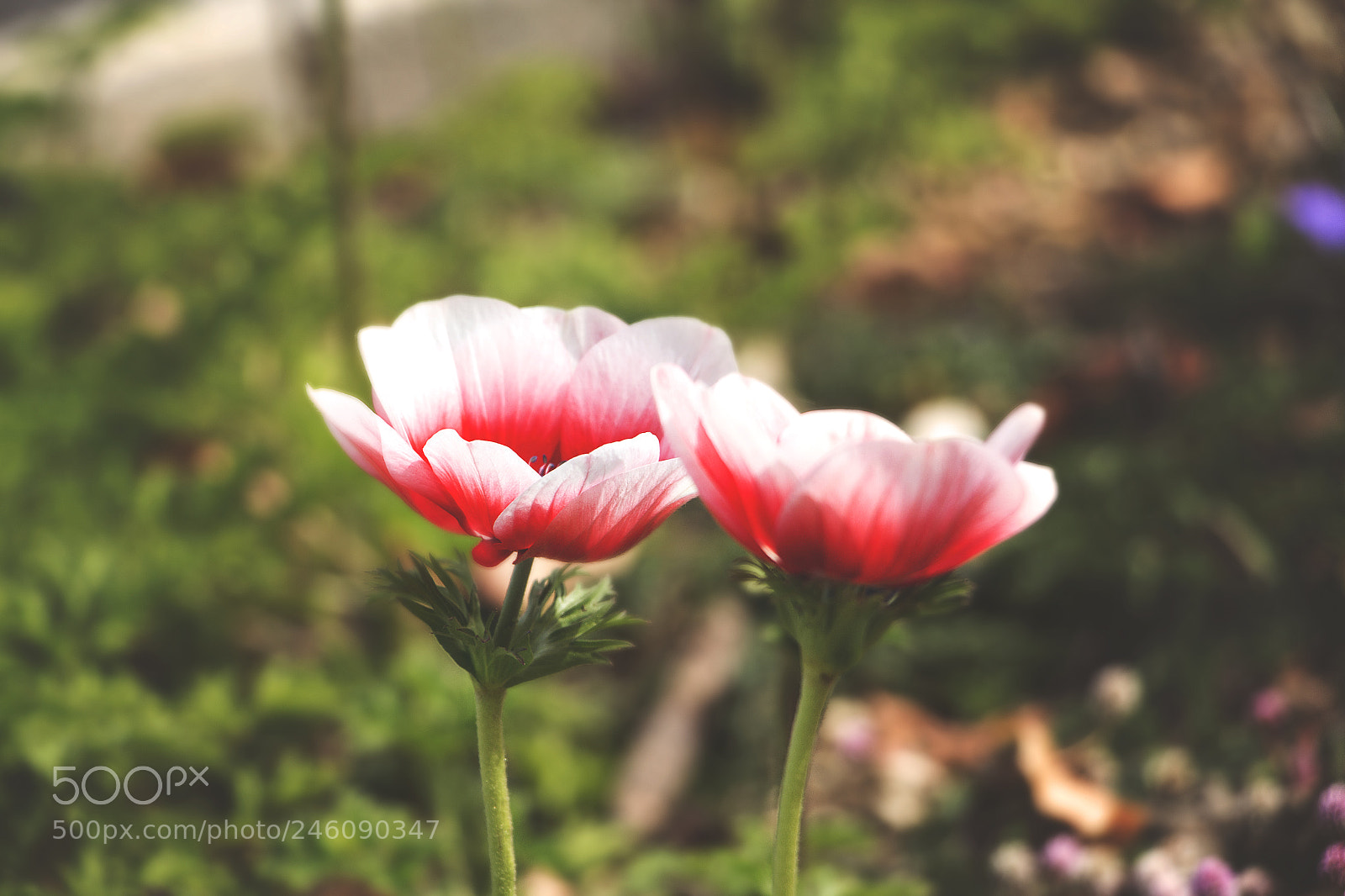 Canon EOS 700D (EOS Rebel T5i / EOS Kiss X7i) sample photo. Beautiful flowers photography