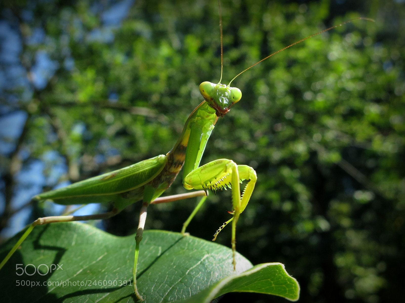 Canon PowerShot S100 sample photo. Green mantis photography