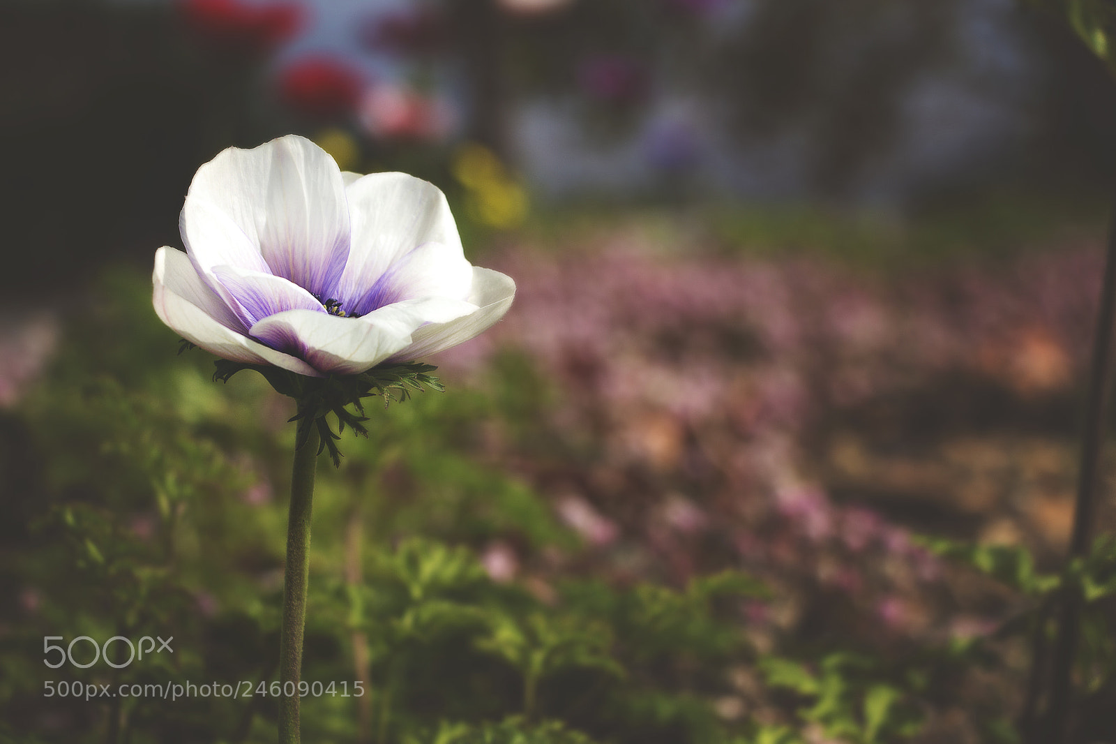 Canon EOS 700D (EOS Rebel T5i / EOS Kiss X7i) sample photo. Beautiful flowers photography