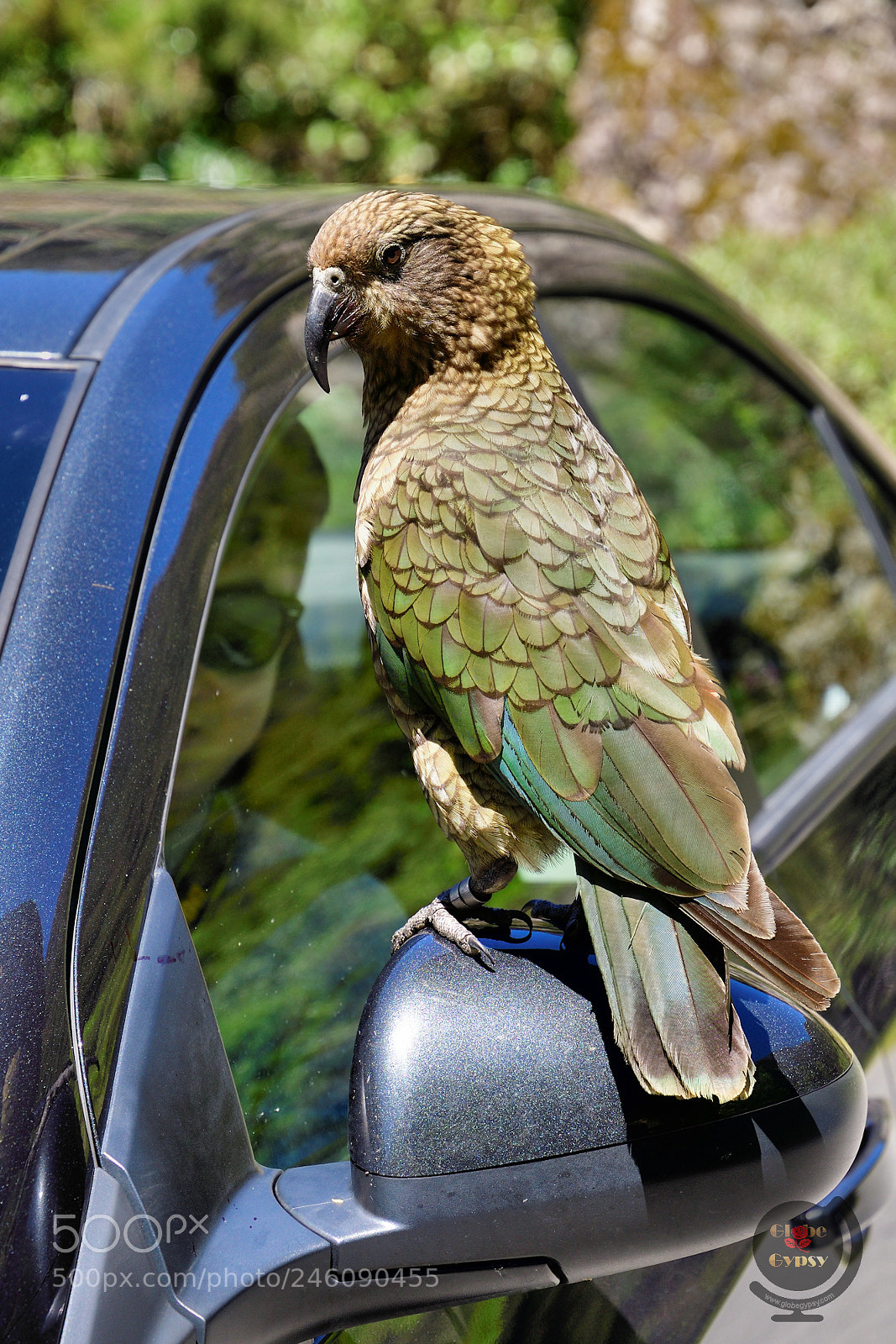 Nikon D500 sample photo. Hitching a ride photography